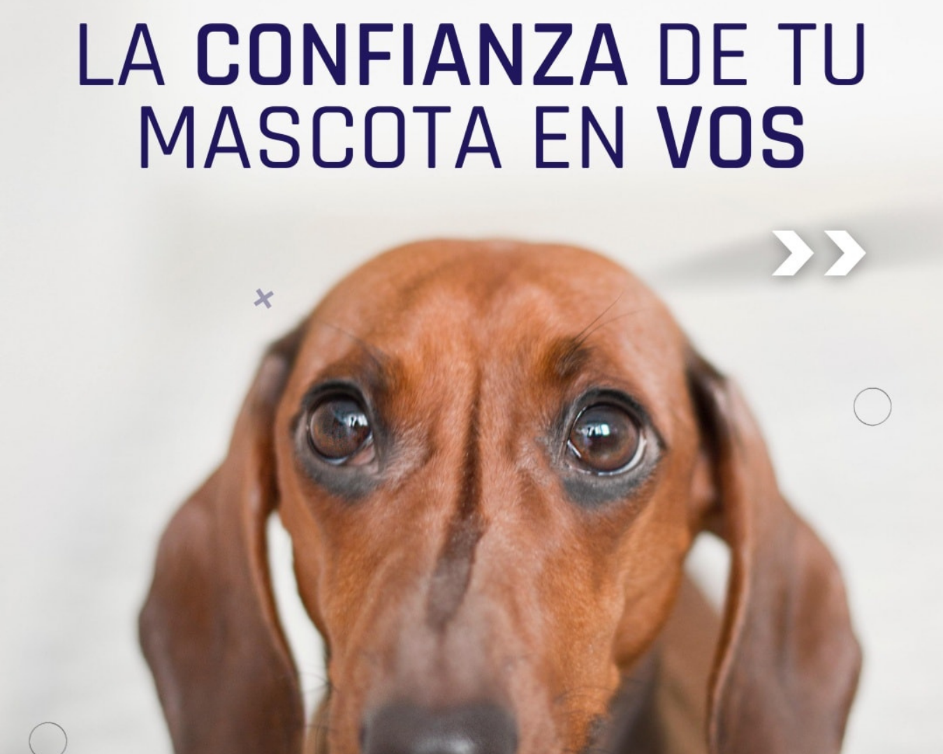 Cmo podes ganarte la confianza de tu perro?